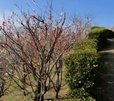 神戸の梅の名所・梅林や梅園