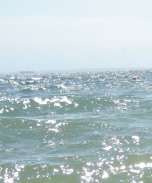 新舞子海水浴場水質