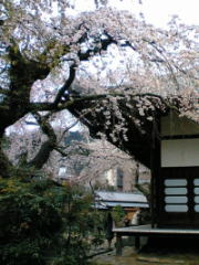 瑞宝寺公園の桜（お花見）