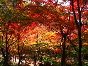 神戸瑞宝時の紅葉狩りスポット